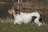 JACK RUSSEL 424